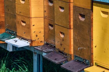 beehive, bee colony, honey bees, bees, bee keeping, swarm of bees, honey, bee breeding, insects, work, honey bee, honey production, flying insect, to hum, flying, beehive, bees, bee keeping, bee keeping, bee keeping, bee keeping, bee keeping